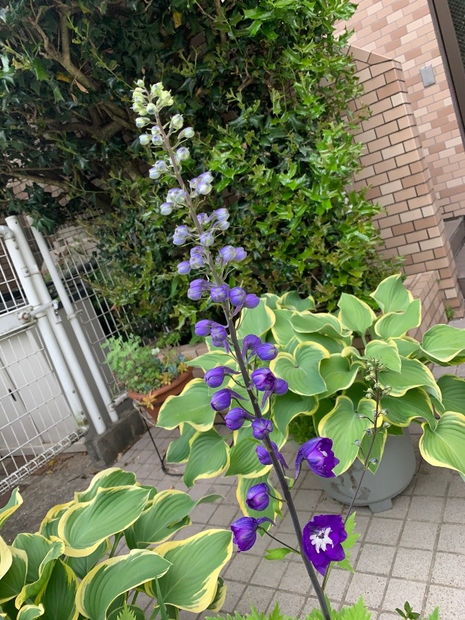 #花大好き　紫色の花
