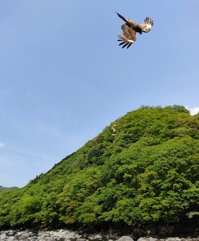 次の瞬間魚を捕えます