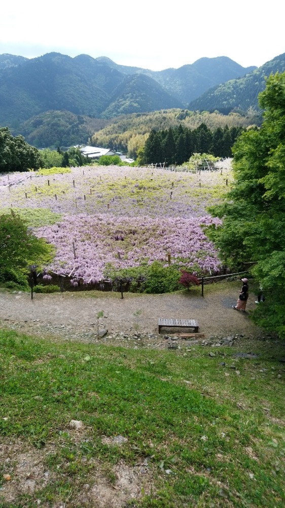 河内藤園7