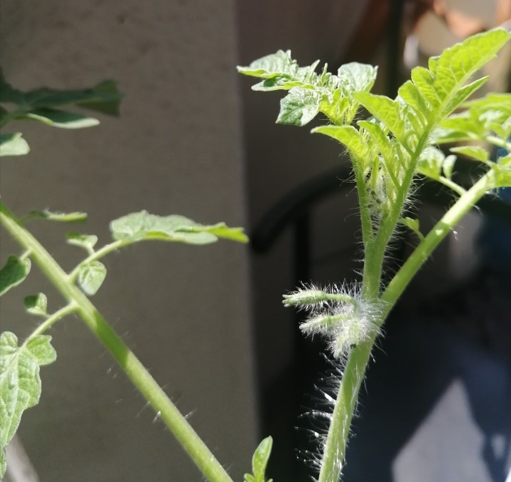 トマト次の花芽