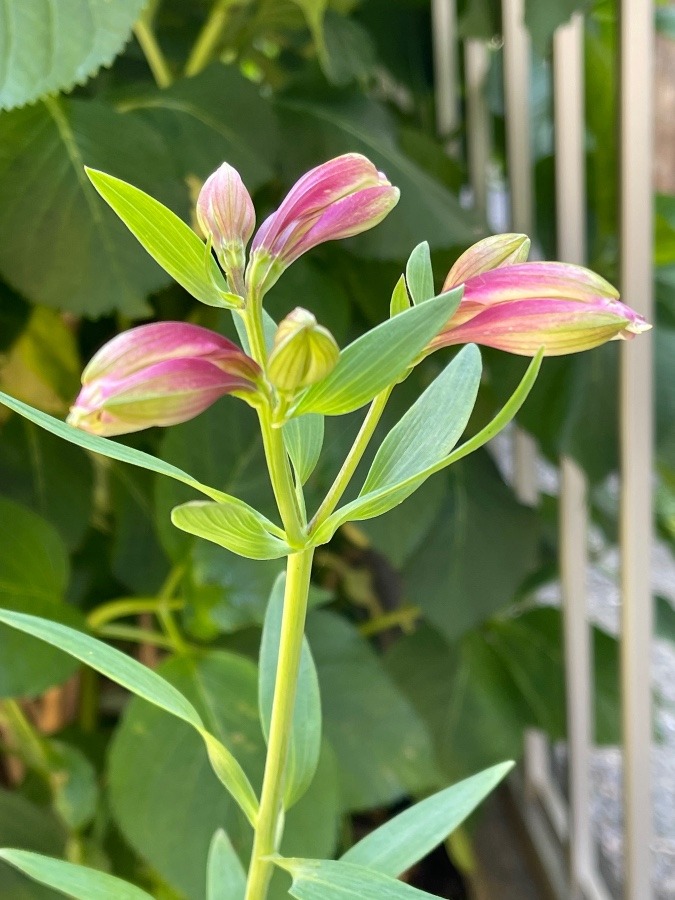 花倶楽部