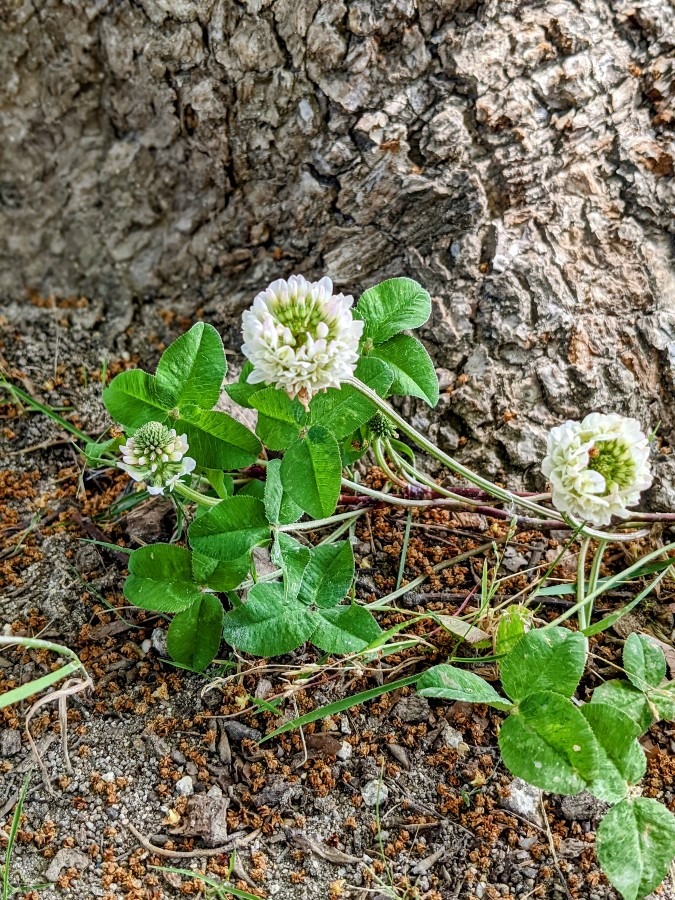 木の根元に