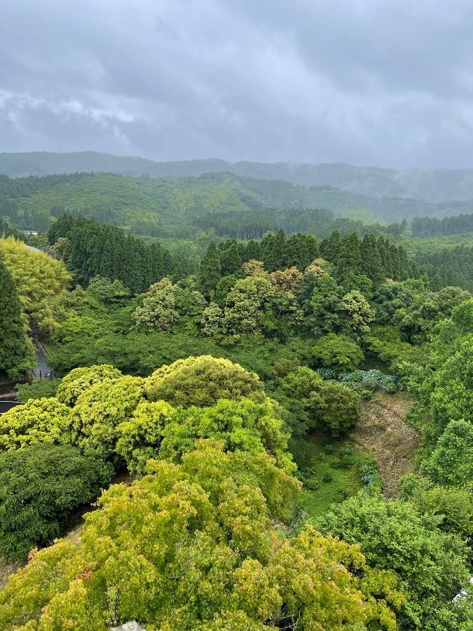 あじさい公園 ④