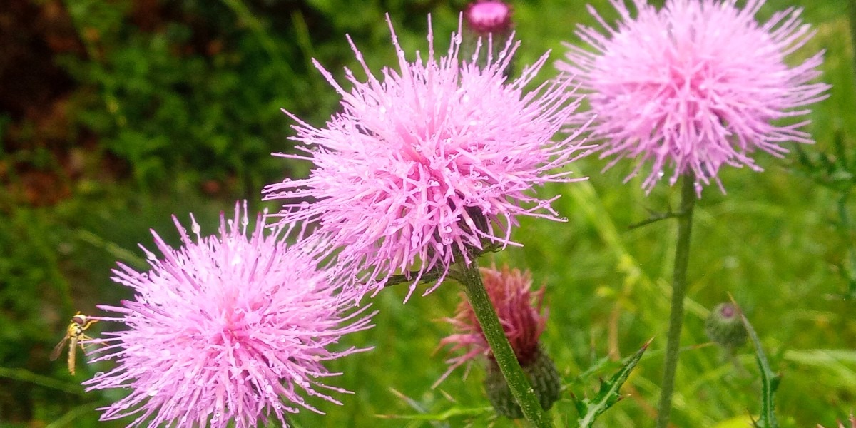 森林公園に咲く花🌸