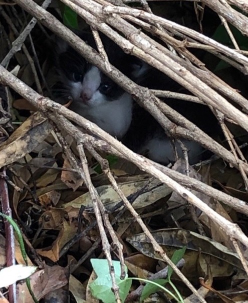 迷い猫ちゃん