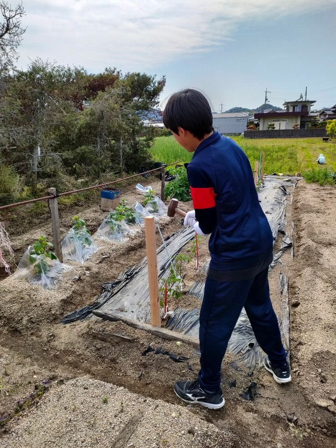 逞しくなりました