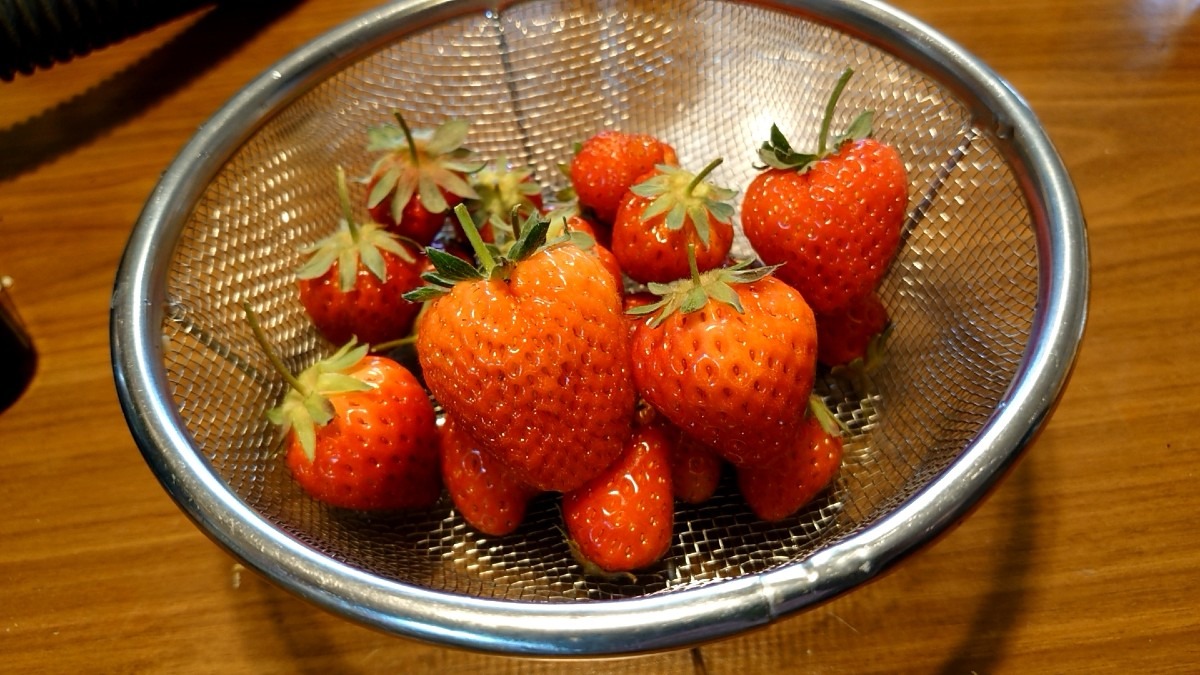 ベランダの🍓イチゴ、収穫