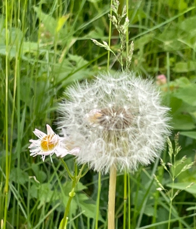 たんぽぽの種
