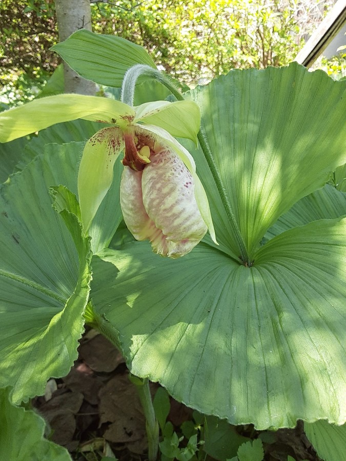 旅先で(クマガイソウ🌼)