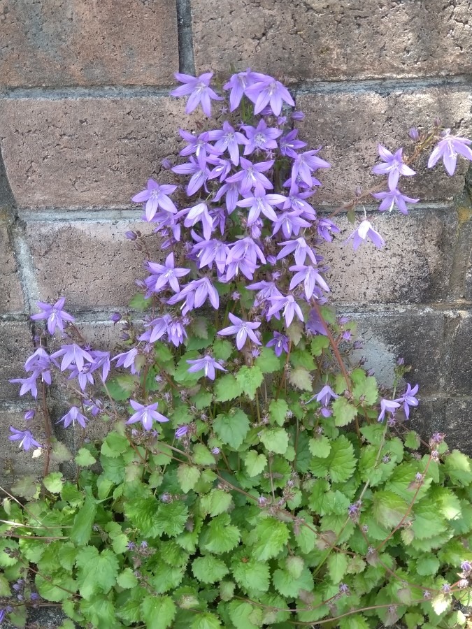 外壁を登る花