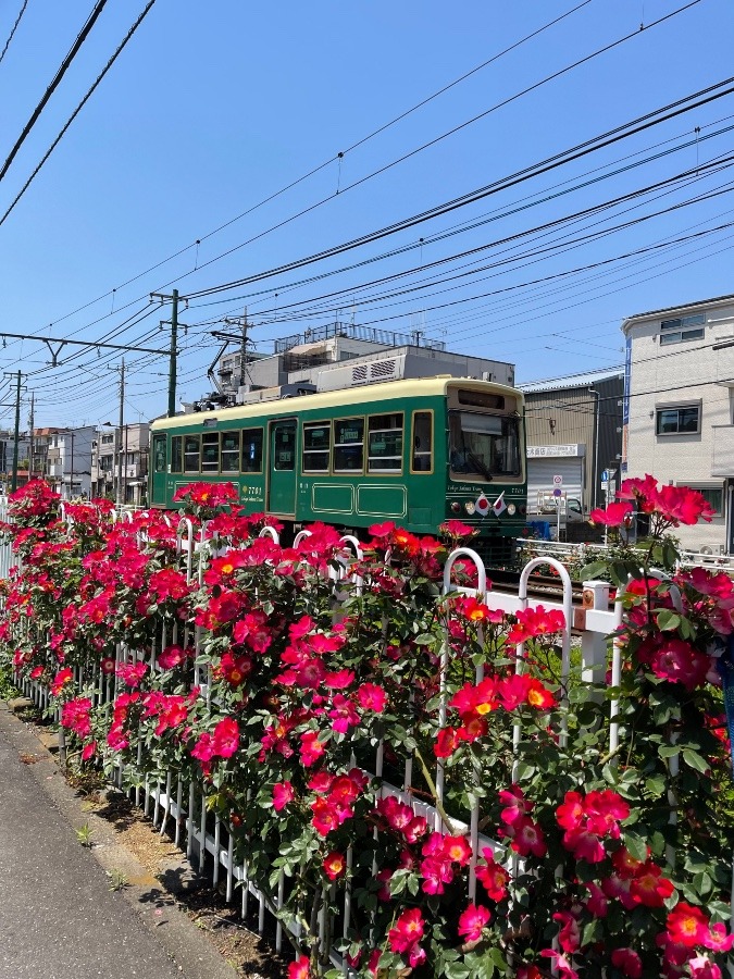 都電荒川線🌹