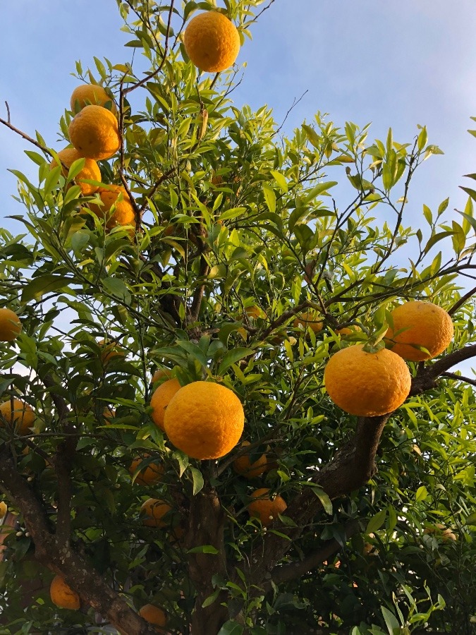 我が家の甘夏かん