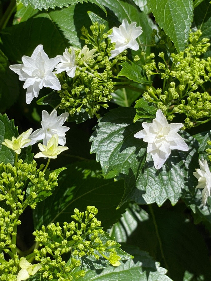 紫陽花が