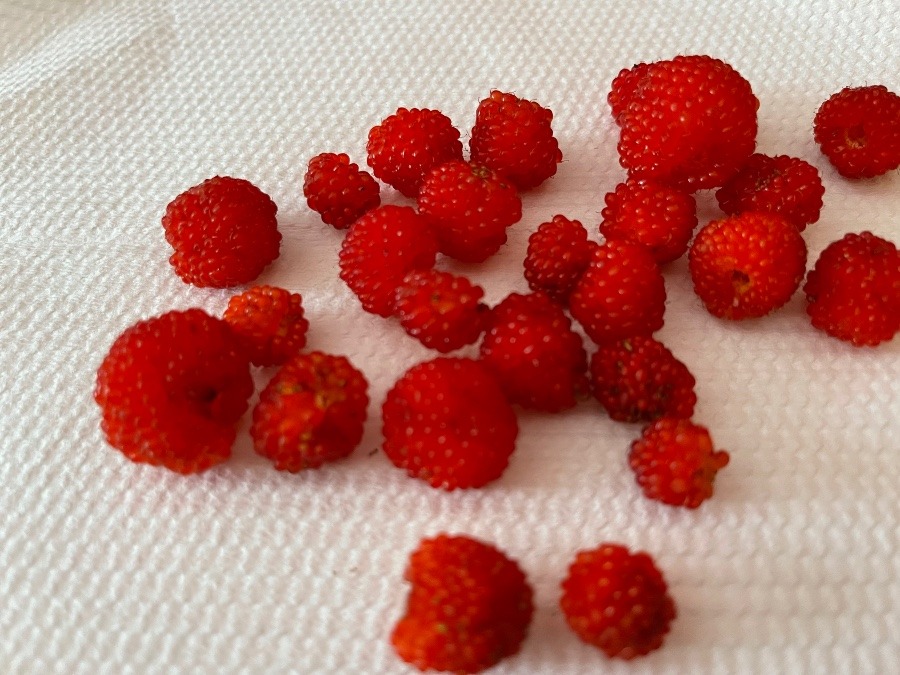 野いちご狩り🍓