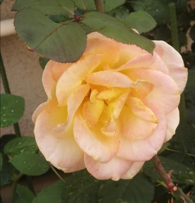 今日の花一輪－黄色の薔薇