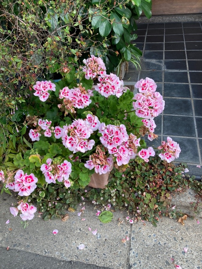 ご近所の花①❣️