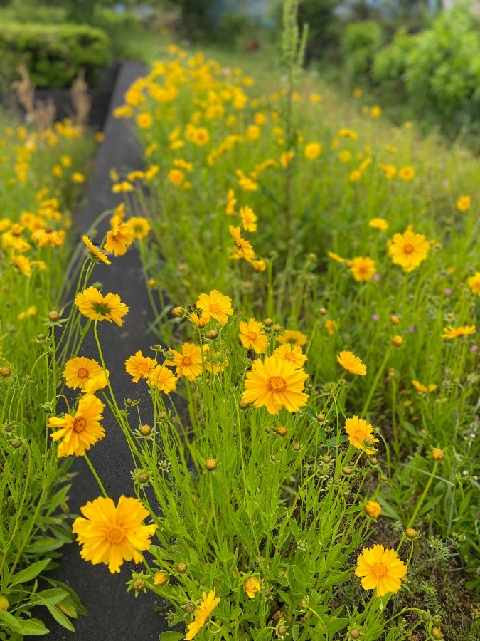 🌻🌼🌻🌼
