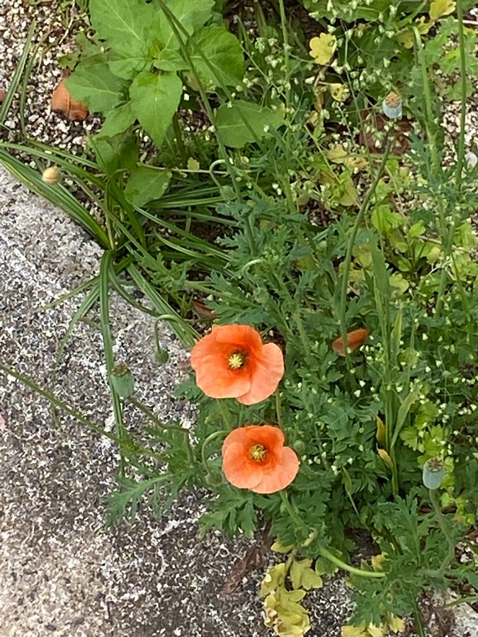 可愛いお花❣️