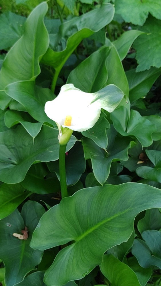 白い花④ カラー