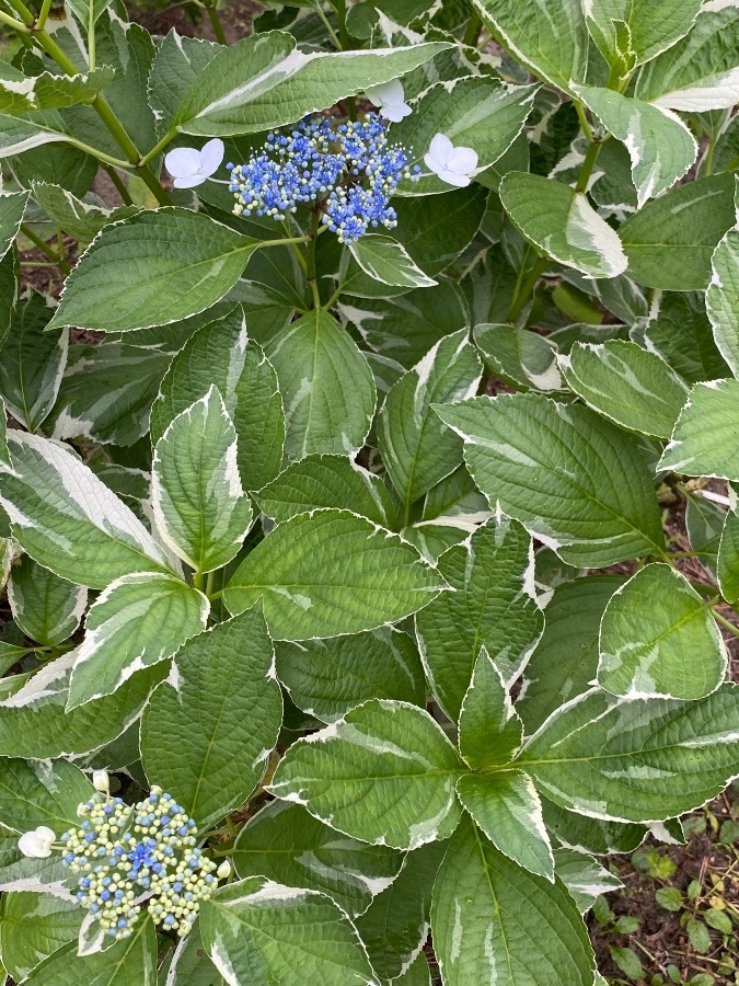 斑入り葉のガク紫陽花