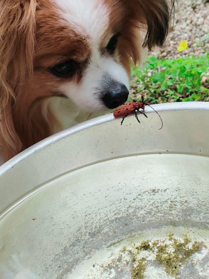 それはご飯じゃないよ