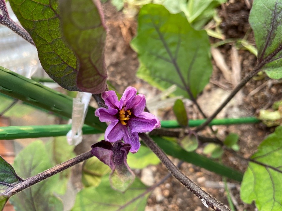 ナスの花