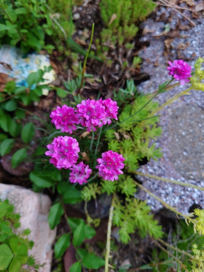 なんて花でしたっけ？