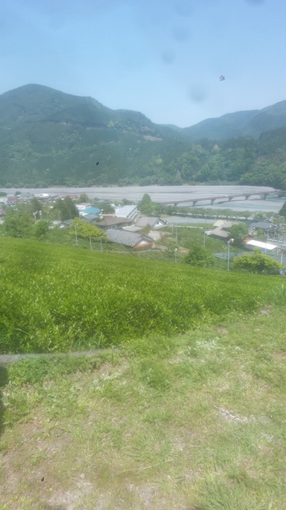 新茶の収穫に　　行って来ました
