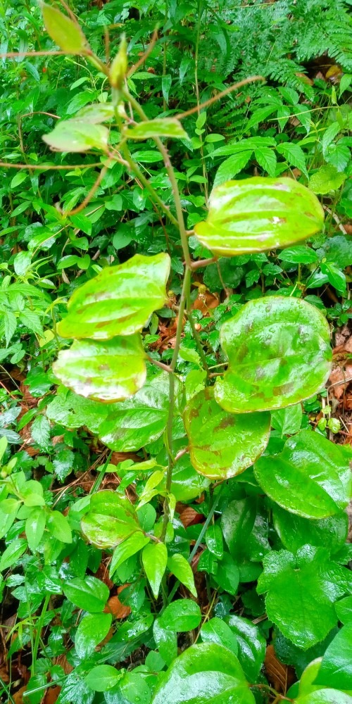 森林公園の厄介者⁉️