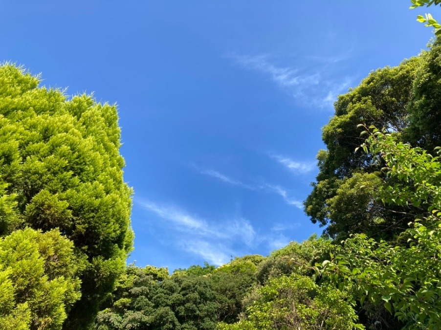 今朝の空