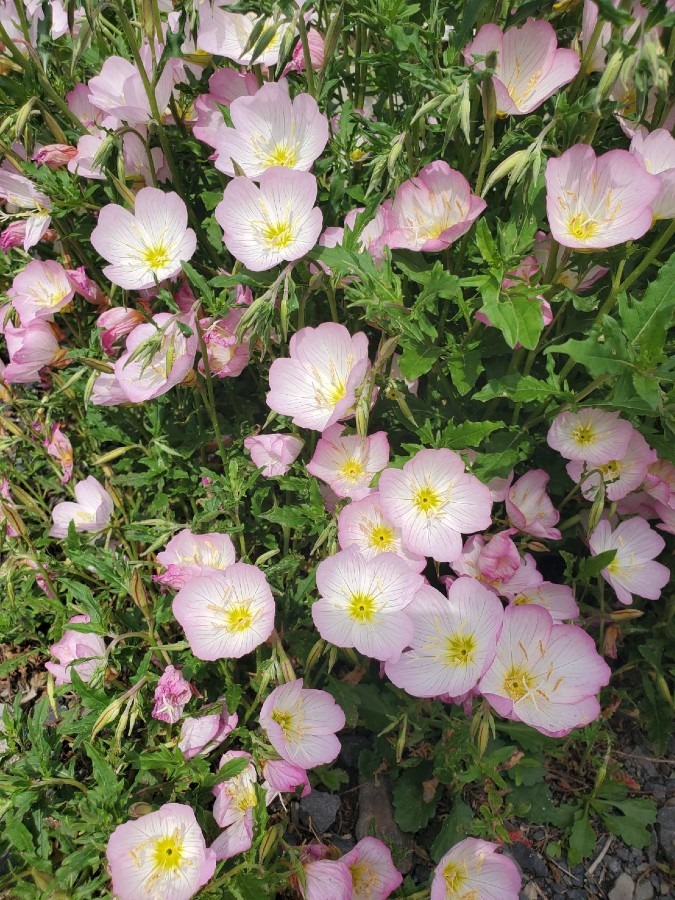 我が家の花(ヒルザキツキミソウ🌼)