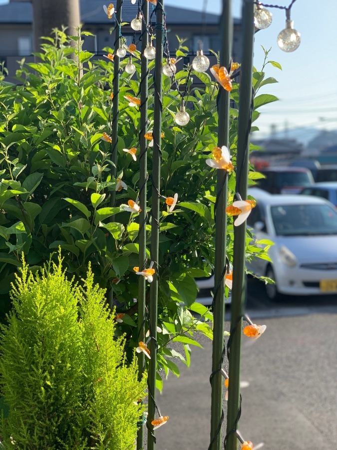 蜂さん達も元気❗️