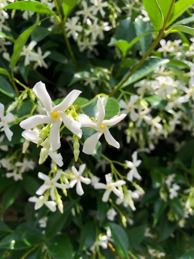 今日のお花　テイカカズラ