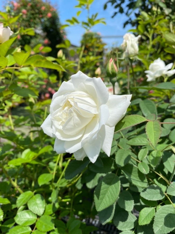 白薔薇🌹💫