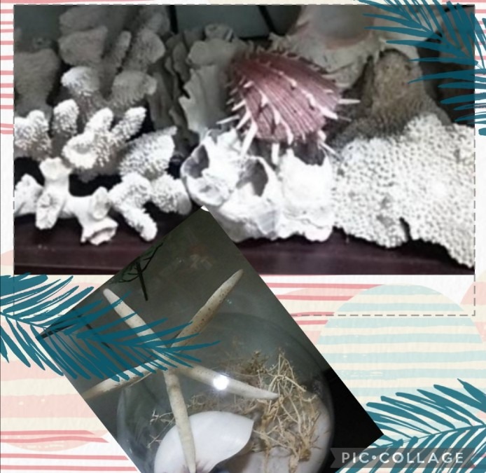 コレクション－珊瑚&貝殻&ヒトデ