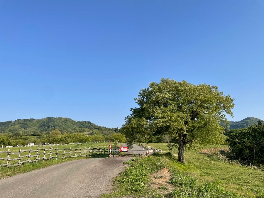 今日は快晴☀️森の幼稚園