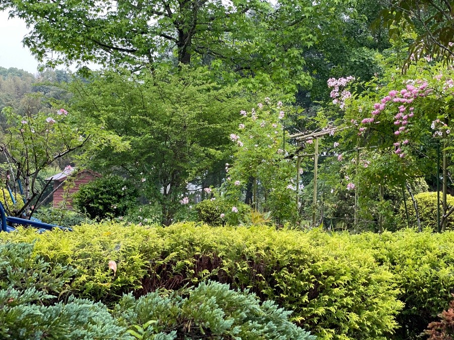 初夏の気候❣️