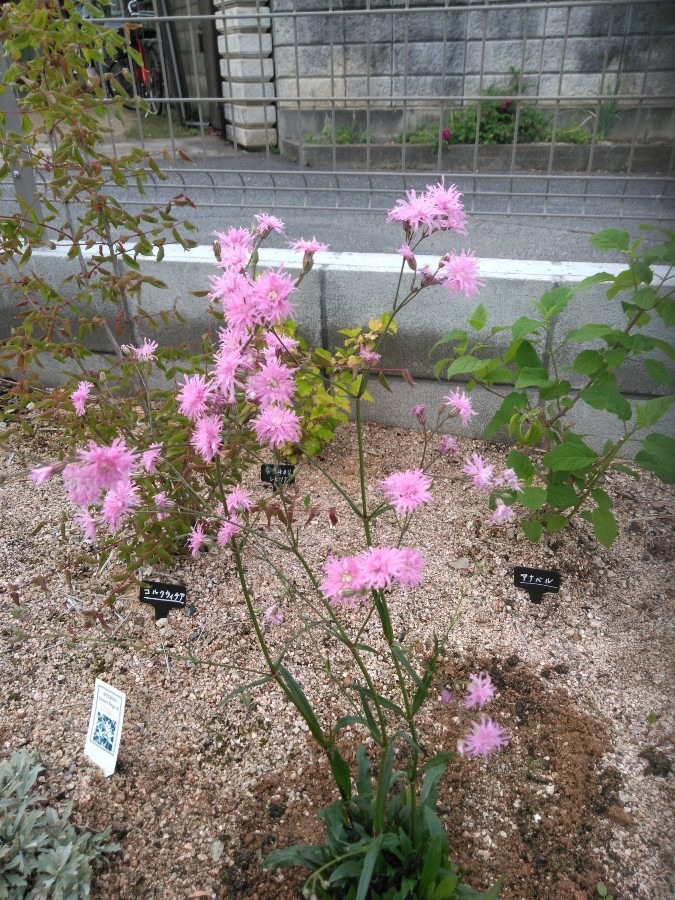 リクニス　八重咲きカッコウセンノウ