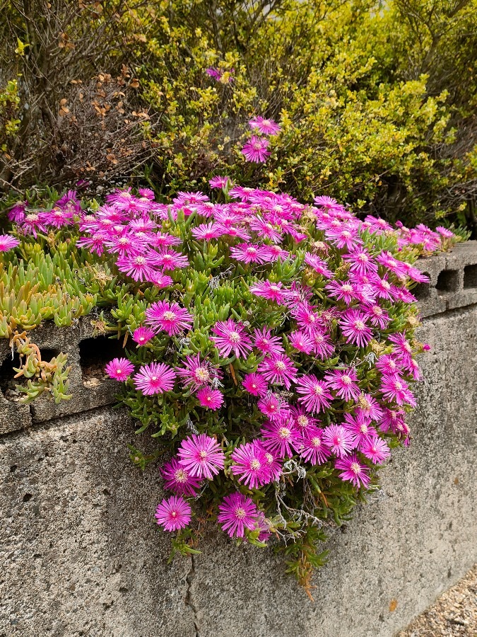 散歩で見つけた花