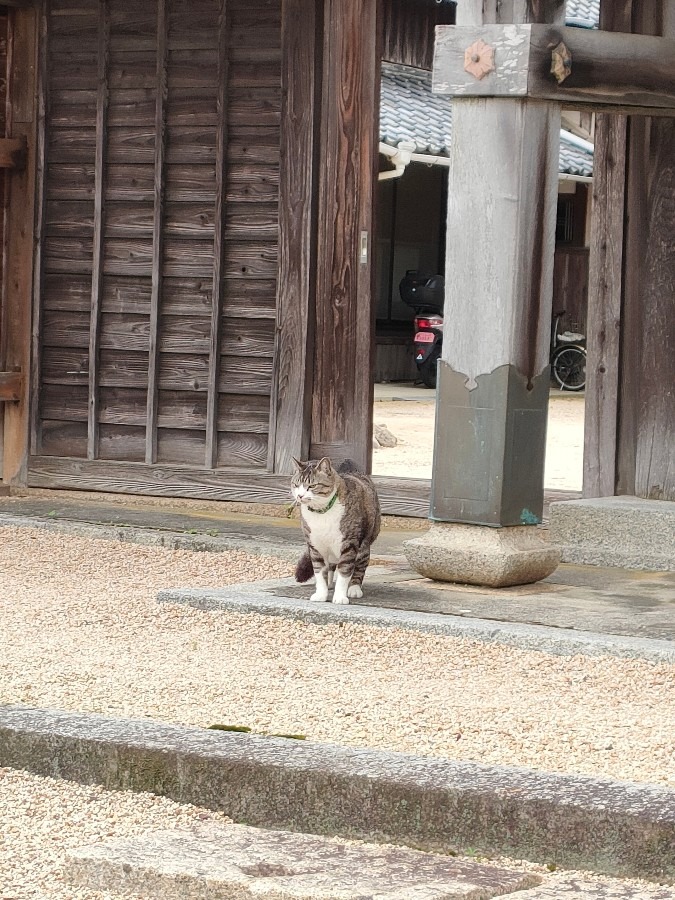 物かげから出てきた猫ちゃん