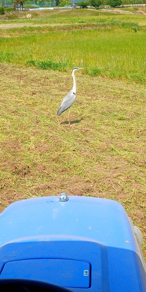 お邪魔な鳥🐥（2）