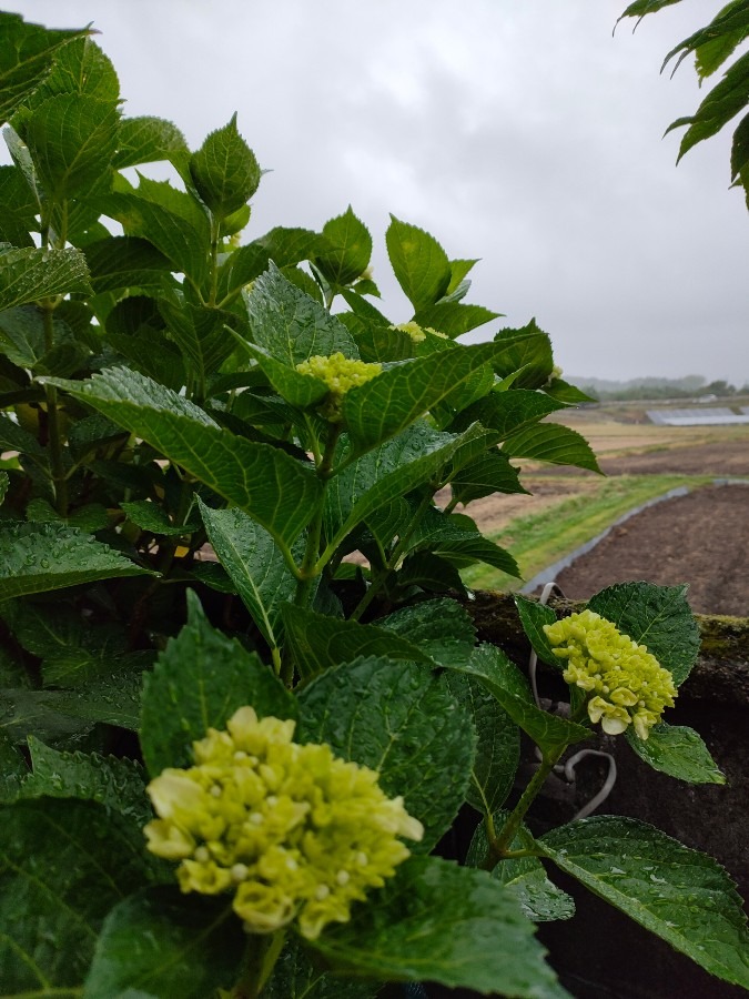 雨の中の紫陽花