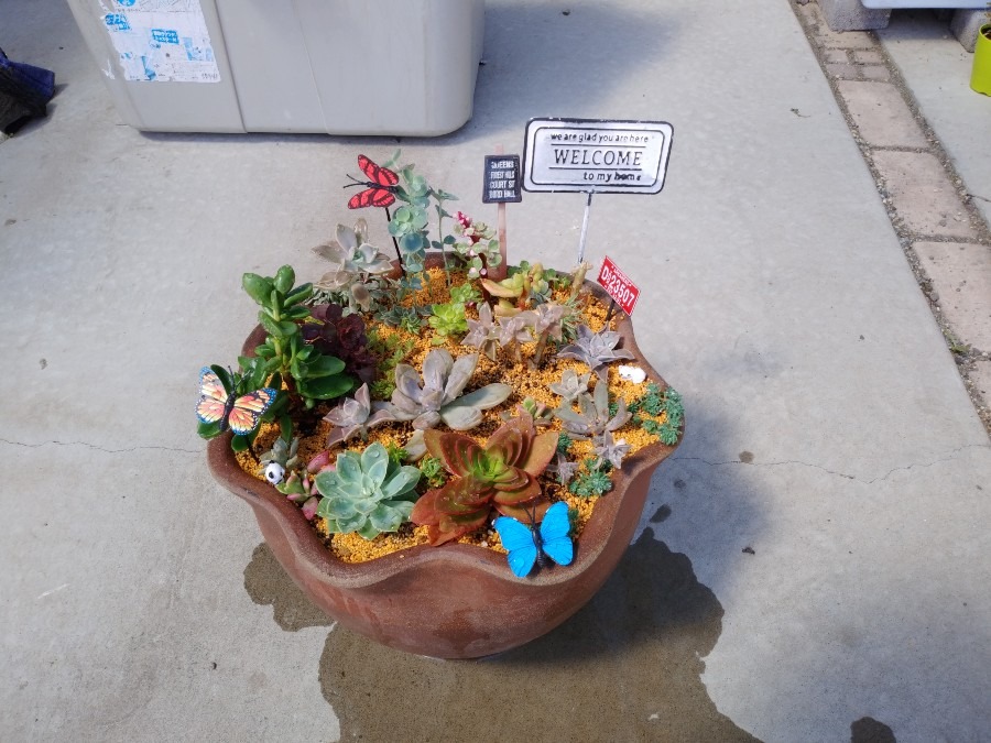 🌱多肉倶楽部🌵🤗　お隣さんへのプレゼント①😄 ⤴️