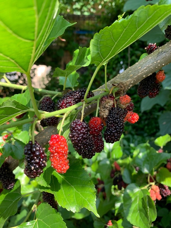 マルベリー(桑の実)　花倶楽部