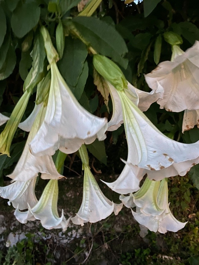 気になる花横から