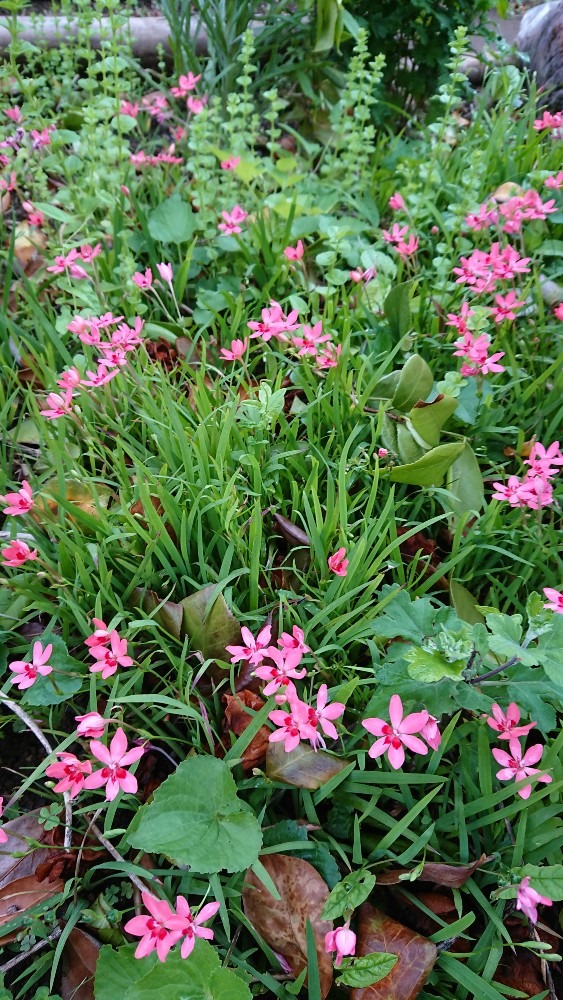 夕方に見たピンクの花💠