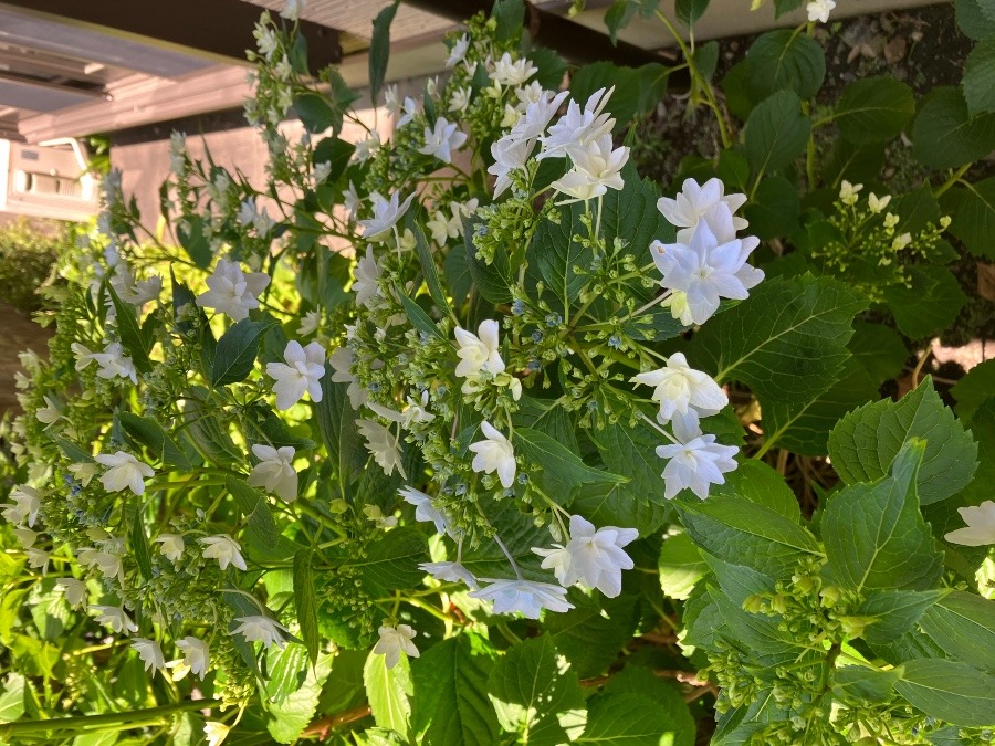 我が家で咲いた紫陽花、やっぱり季節ですかね