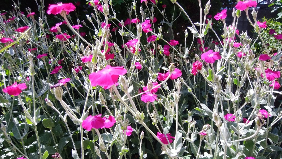 季節のお花です！