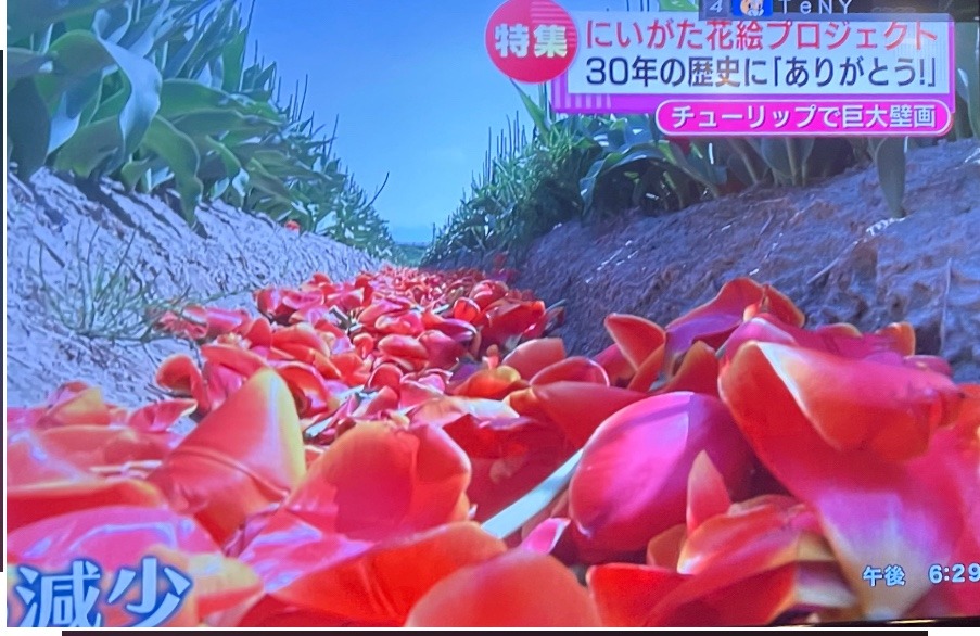 チューリップの花の廃棄問題