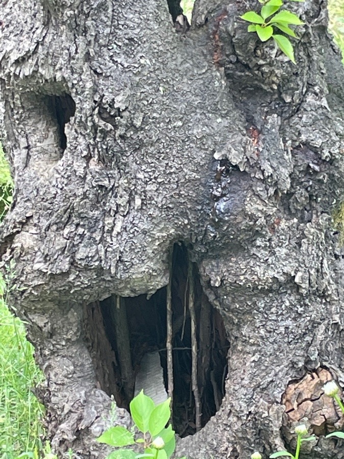 老木の中
